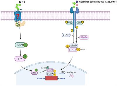 STAT4 gene polymorphisms in human diseases